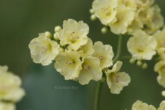 Cordia lutea